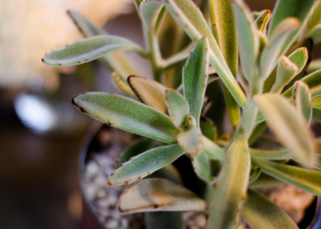 GuskyBullockWedding-89