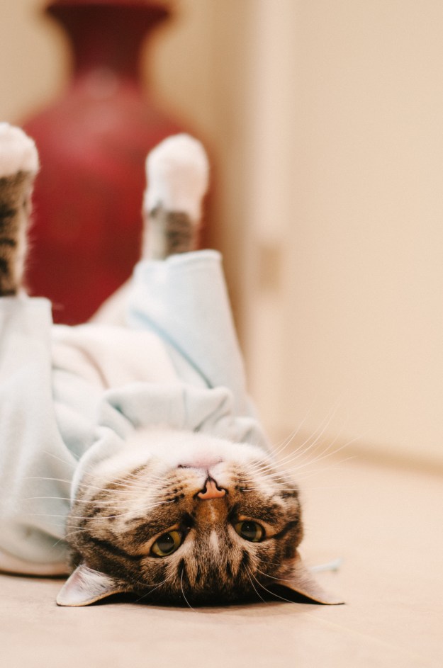 KinkadeChristmas-126